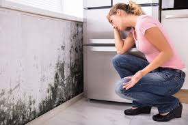 Best Environmental Consulting for Mold Prevention  in La Crescent, MN